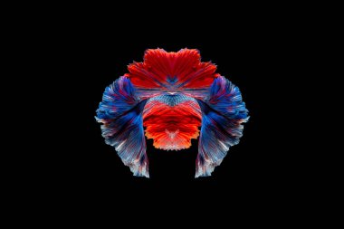 Siyam balığıyla savaşma sanatı veya betta balığı kuyruğu simetri formu arka planıdır