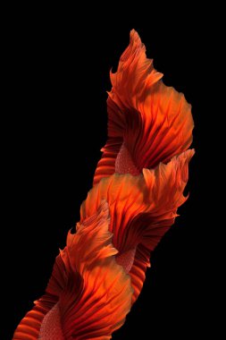 Siyam balığıyla savaşma sanatı veya betta balığı kuyruğu simetri formu arka planıdır