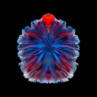 Siyam balığıyla savaşma sanatı veya betta balığı kuyruğu simetri formu arka planıdır