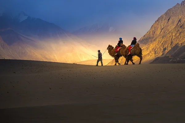 Nubra Valley, Ladakh, Hindistan deve safari