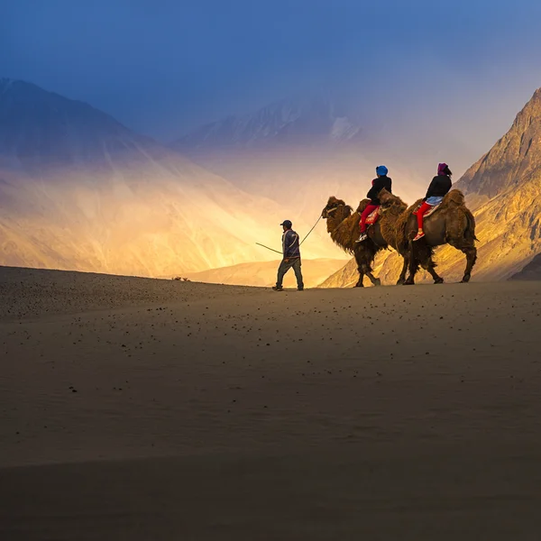 Nubra Valley, Ladakh, Hindistan deve safari