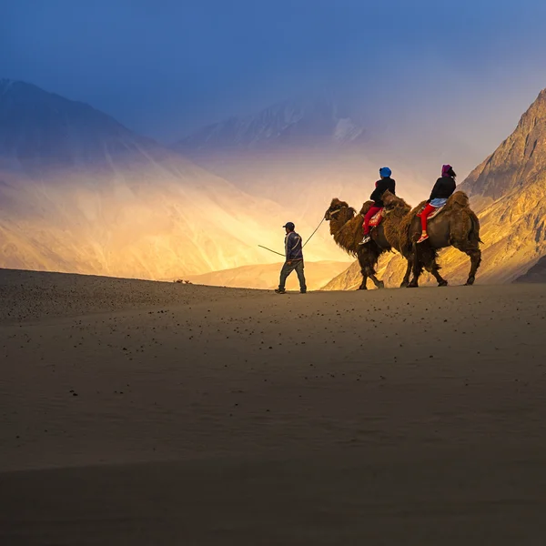 Safári de camelo em Nubra Valley, Ladakh, Índia — Fotografia de Stock