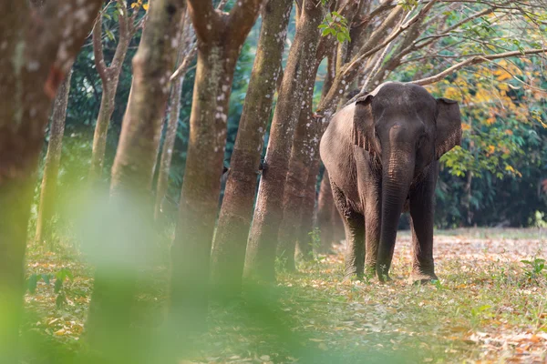 Elefante tailandês em uma floresta na província de Kanchanaburi, Tailândia — Fotografia de Stock