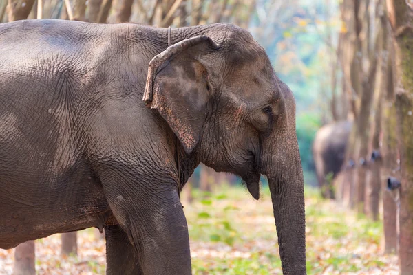 Elefante tailandês em uma floresta na província de Kanchanaburi, Tailândia — Fotografia de Stock