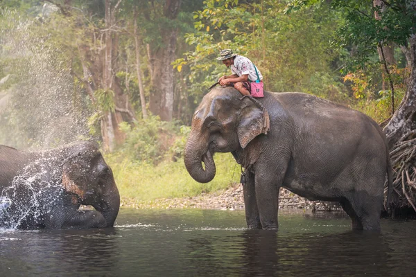 Um homem não identificado mostra brincando com um elefante em um rio em Sangkhlaburi, Kanjanaburi, Tailândia — Fotografia de Stock