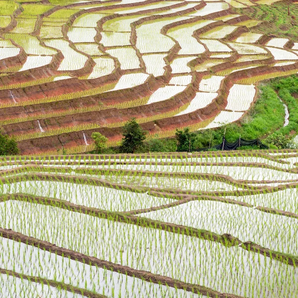 Terrain de riz mitoyen à Chiangmai au nord de la Thaïlande — Photo