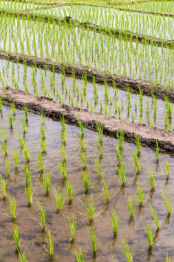Teraslı pirinç alan içinde Chiangmai kuzeyinde Tayland