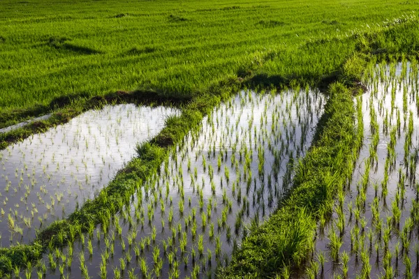 Reisterrassenfeld in Chiangmai nördlich von Thailand — Stockfoto