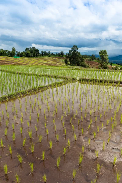Terrasvormige Rice Field in Chiangmai ten noorden van Thailand — Stockfoto