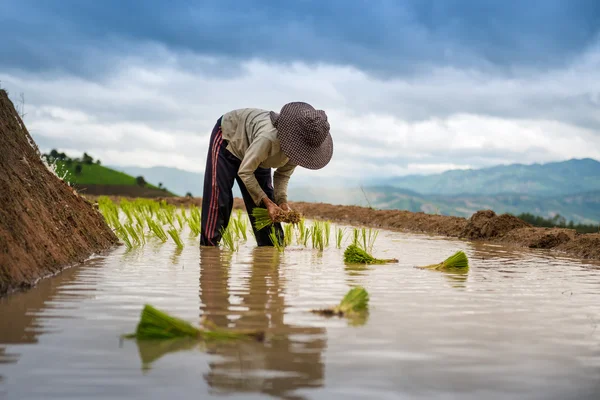 Coltivatore piantagione sul campo di riso terrazzato — Foto Stock