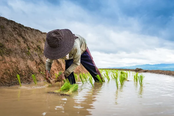 Boer planten op de terrasvormige rijst veld — Stockfoto