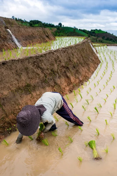 Farmer planting on the terraced rice field — Stock Photo, Image