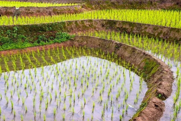 Terrasvormige Rice Field in Chiangmai ten noorden van Thailand — Stockfoto