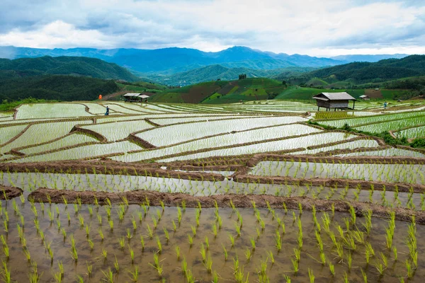 Campo de Arroz Terraced em Chiangmai norte da Tailândia — Fotografia de Stock