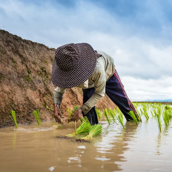 Farmer planting on the terraced rice field — Stock Photo, Image