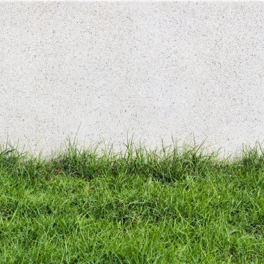 Taş duvar ve çim bahçe dekorasyon tasarım modern bina için bitki