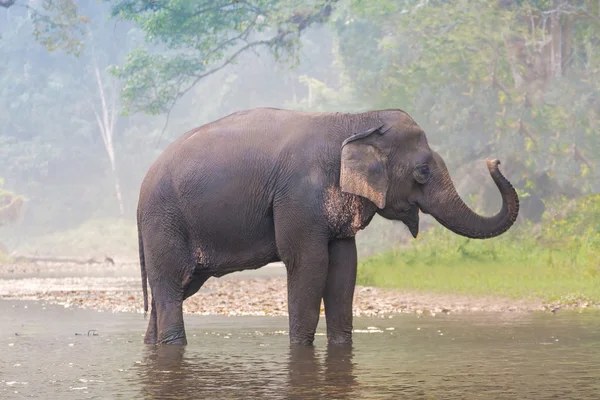 Elefante em um rio em uma floresta profunda — Fotografia de Stock