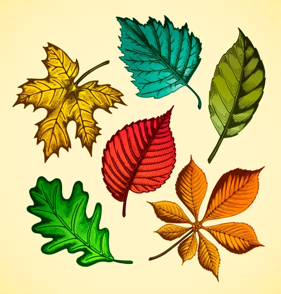 Autumn leaves set — Stock Vector