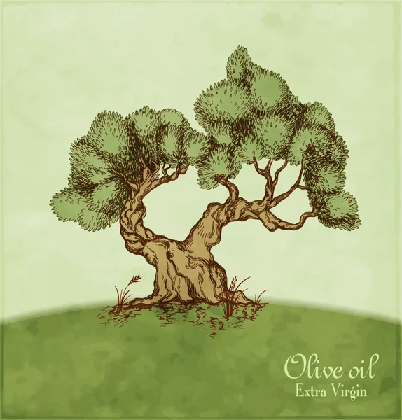 Olive tree — Stock Vector