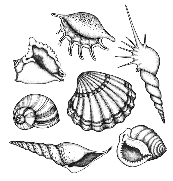 Sea shells set — Stock Vector