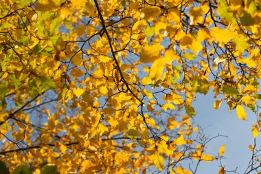 düşen akçaağaç yaprakları