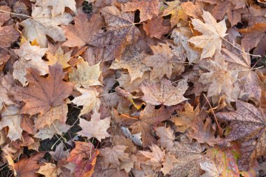 düşen akçaağaç yaprakları