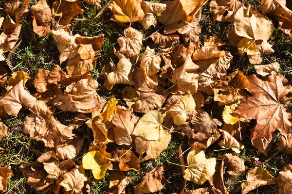 Fallen maple leaves — Stock Photo, Image