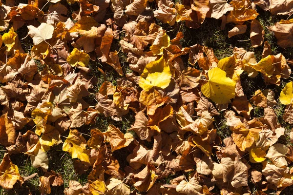 Folhas de bordo caídas — Fotografia de Stock