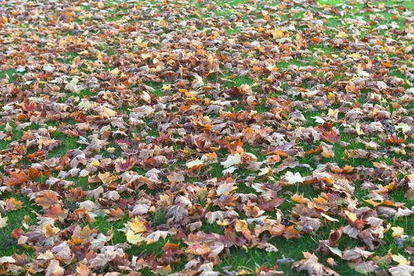 Fallen maple leaves — Stock Photo, Image