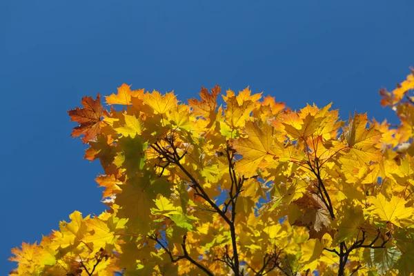 Maple daun — Stok Foto