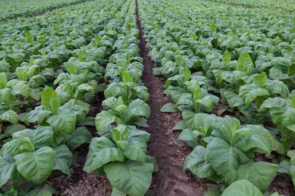 Campo con tabaco verde joven —  Fotos de Stock