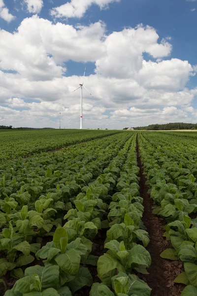 Field with young green tobacco — Stock Photo, Image