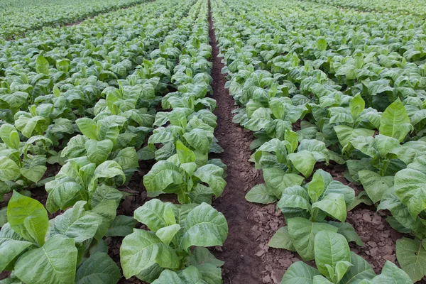 Campo con tabaco verde joven —  Fotos de Stock