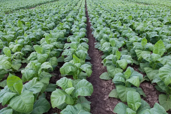 Campo con tabaco verde joven —  Fotos de Stock