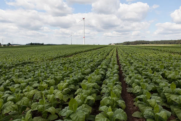Field with young green tobacco Royalty Free Stock Photos