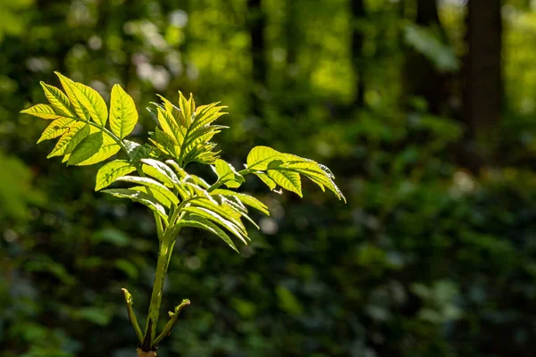 Taze yeşil filizler güneş ışığında, izole ormanda, alçak tarlada
