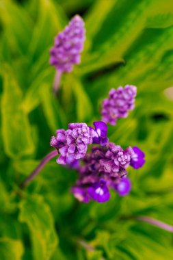 Mor çiçekler bulanık yeşil arkaplan, sığ alan derinliği, seçici odak