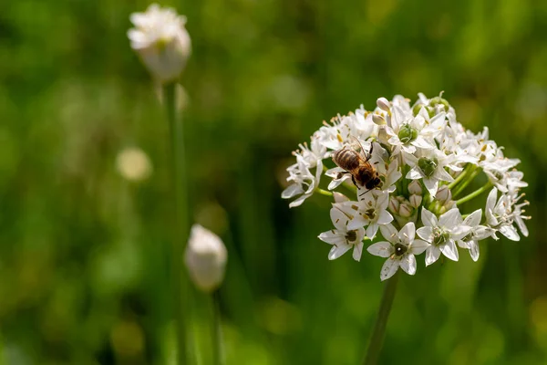 Inflorescence Fokhagyma Snidling Egy Méh Még Két Még Mindig Zárt — Stock Fotó