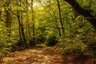 Güneşli ormanda yürü.