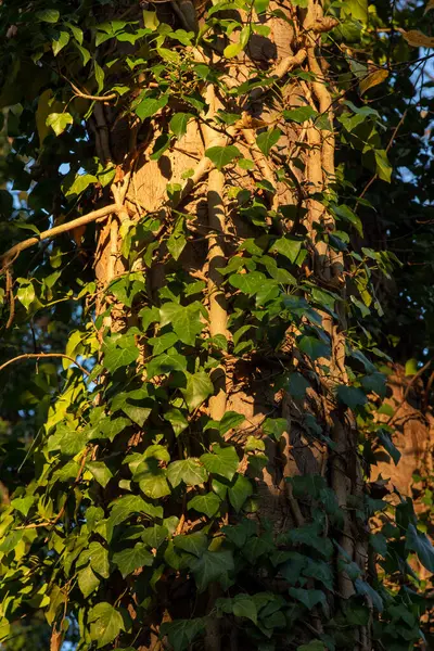 Fresh Green Ivy Leaves Evening Sunlight Tree Trunk Selective Focus — Stock Photo, Image