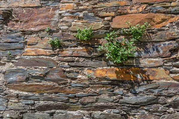 Detail view of a schist texture in detail of rustic granite wall with some wild herbs, typically wall on portuguese architecture...