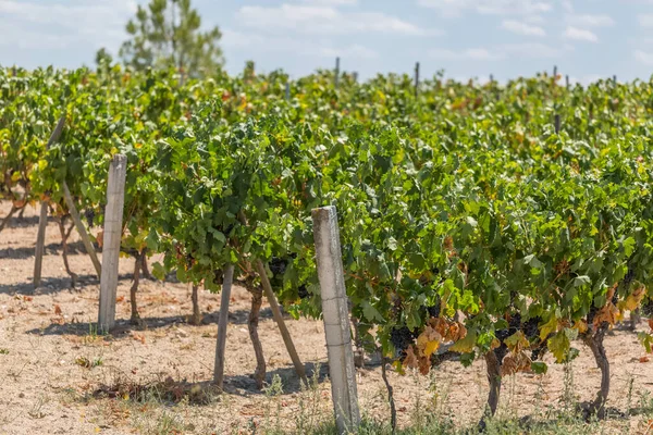 Подробный Обзор Культурных Полей Виноградниками Типично Средиземноморскими Португалии — стоковое фото