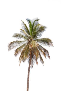 Tropik bir palmiye ağacının görüntüsü, koyu yeşil, uzun dalları ve beyaz arka planı olan bir gölgelik....