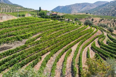 Asmalı üzüm bağları, tarım tarlaları, tipik Akdeniz manzarası...
