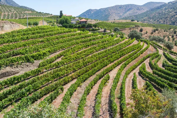 Asmalı üzüm bağları, tarım tarlaları, tipik Akdeniz manzarası...
