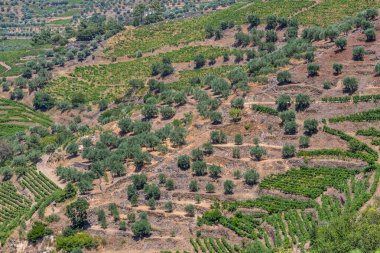 Portekiz 'in kuzeyindeki dağlık arazilerin tipik hava manzarası, üzüm bağları ve zeytin ağaçları için tarım seviyeleri...