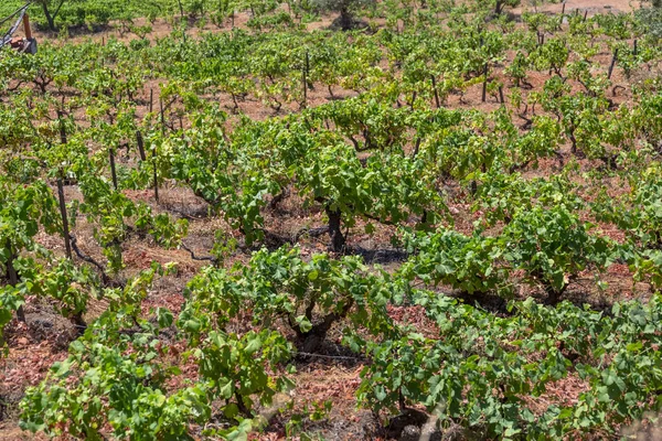 Докладний Вид Сільськогосподарські Поля Виноградниками Зазвичай Середземномор Португалії — стокове фото