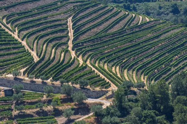 Aerial Typical Landscape Highlands North Portugal Levels Agriculture Vineyards Olive — Stock Photo, Image