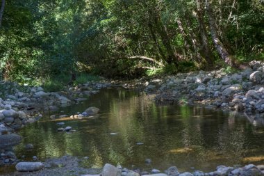 Nehir ve orman ağaçlarının bulunduğu Serra da Estrela Ulusal Parkı manzarası...