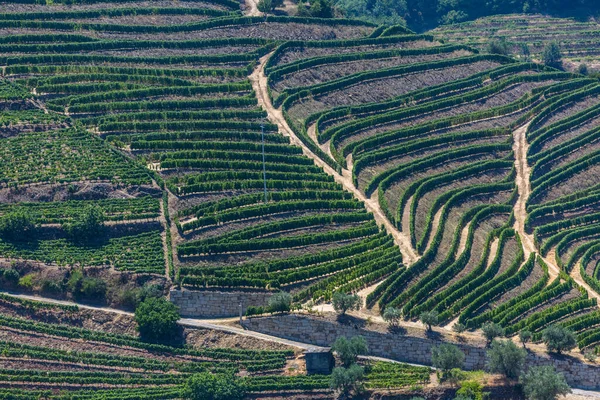 Воздушный Типичный Ландшафт Высокогорья Севере Португалии Уровни Сельского Хозяйства Виноградников — стоковое фото